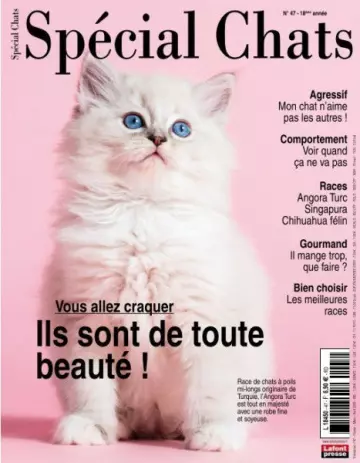 Spécial Chats - Février-Avril 2020